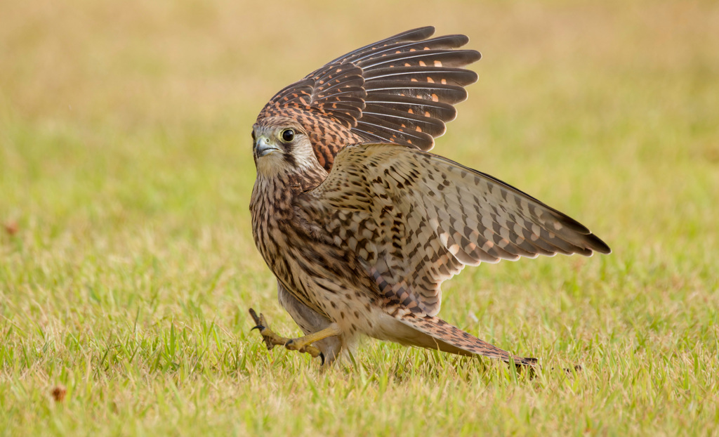 チョウゲンボウ