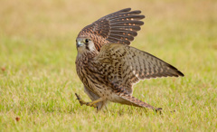 チョウゲンボウ