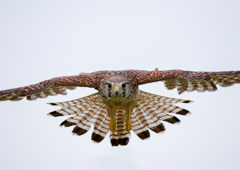 チョウゲンボウ