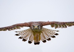 チョウゲンボウ