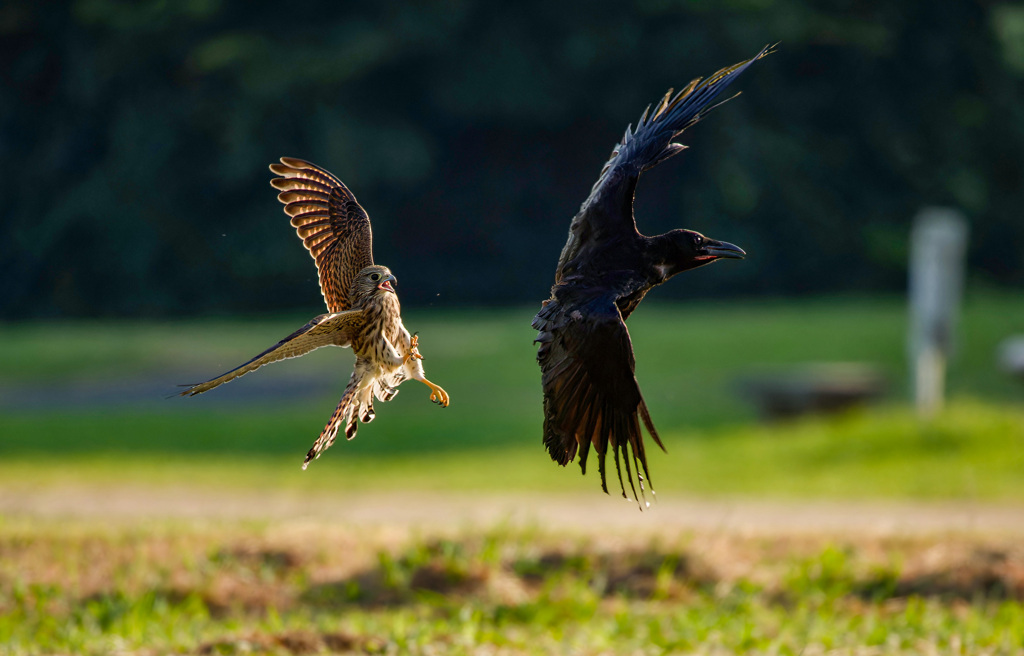 チョウゲンボウ