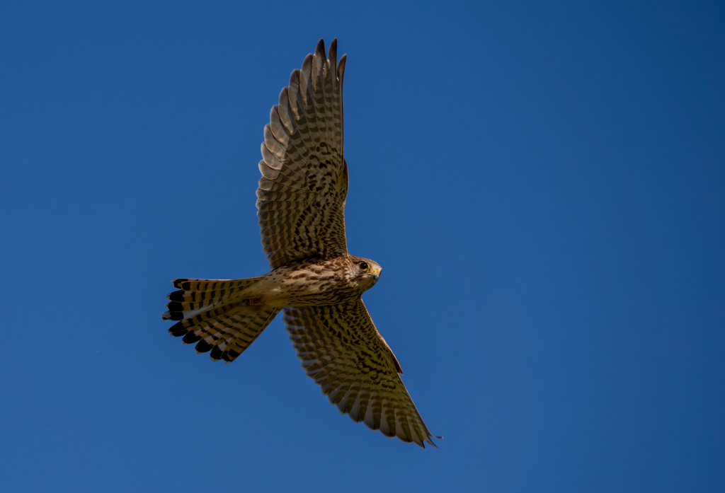 チョウゲンボウ
