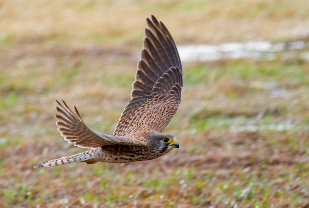 チョウゲンボウ