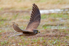 チョウゲンボウ