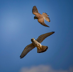 チョウゲンボウ