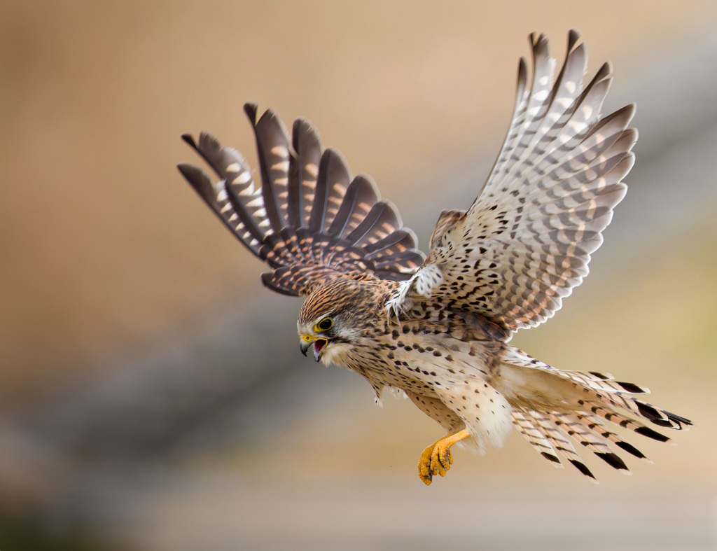 チョウゲンボウ