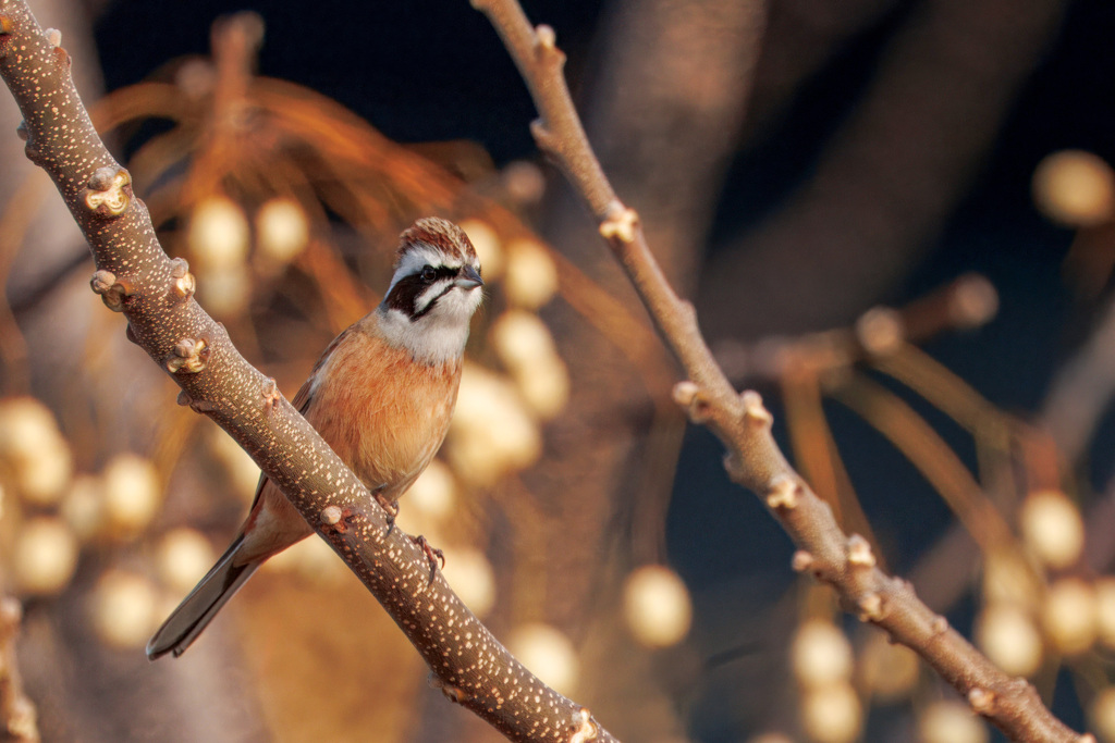 ホウジロ