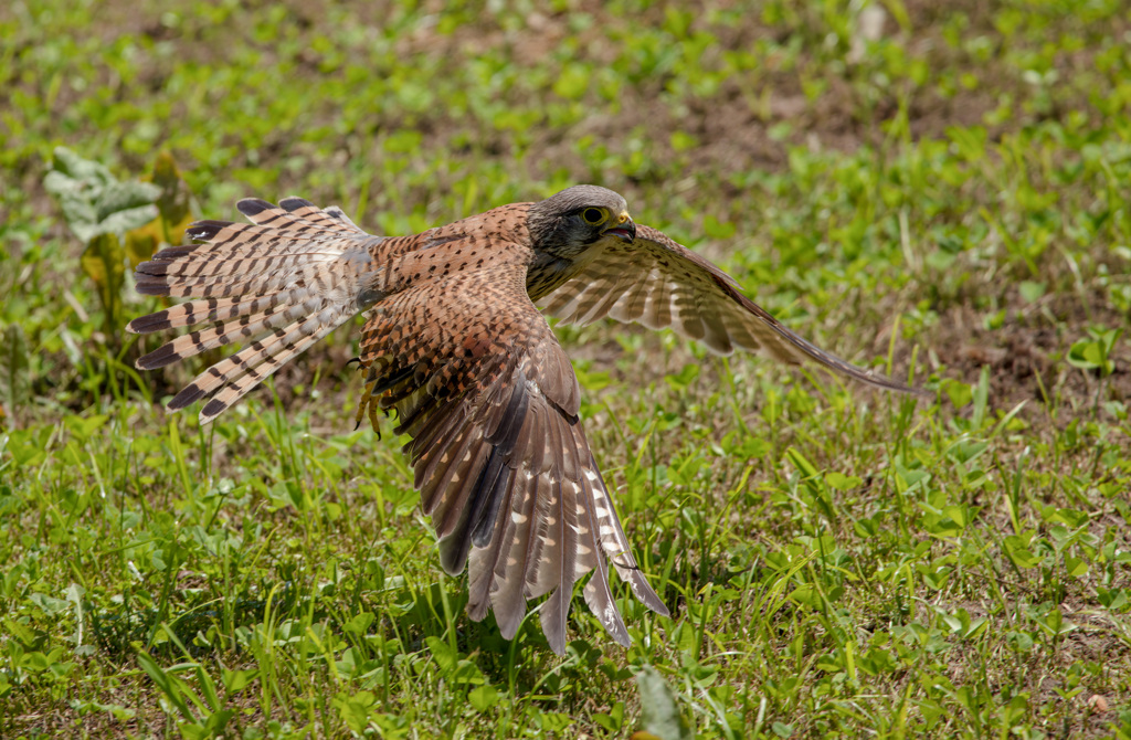 チョウゲンボウ