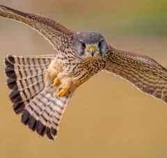 チョウゲンボウ