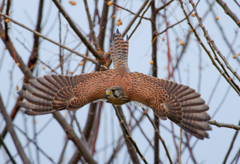 チョウゲンボウ