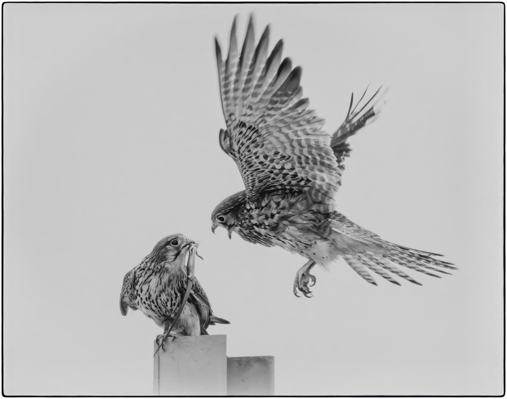 チョウゲンボウ