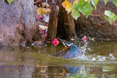 カワセミの水浴び