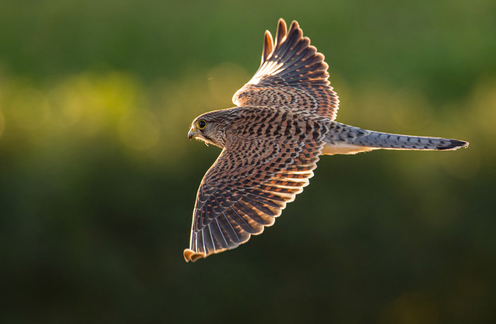 チョウゲンボウ