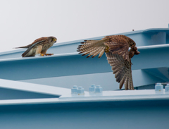 チョウゲンボウ