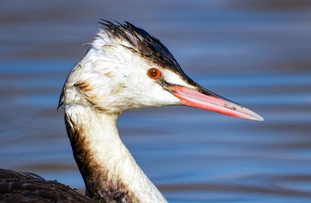 カンムリカイツブリ