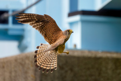 チョウゲンボウ