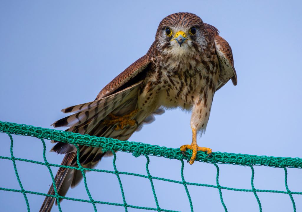 チョウゲンボウ