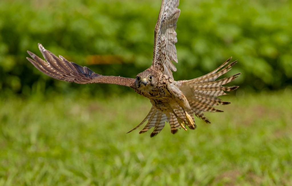 チョウゲンボウ