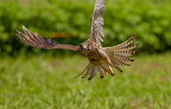 チョウゲンボウ