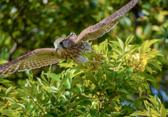 チョウゲンボウ