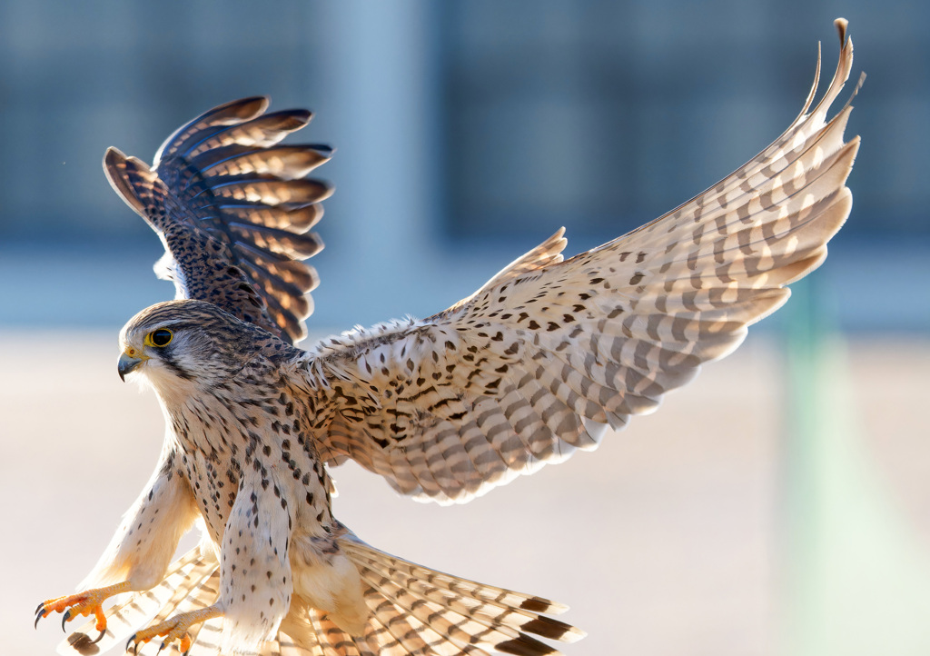 チョウゲンボウ