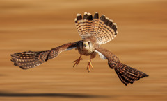 チョウゲンボウ