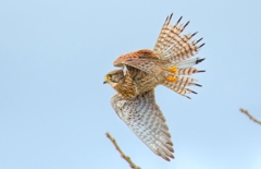 チョウゲンボウ