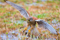 チョウゲンボウ