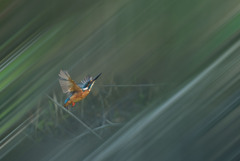 カワセミ
