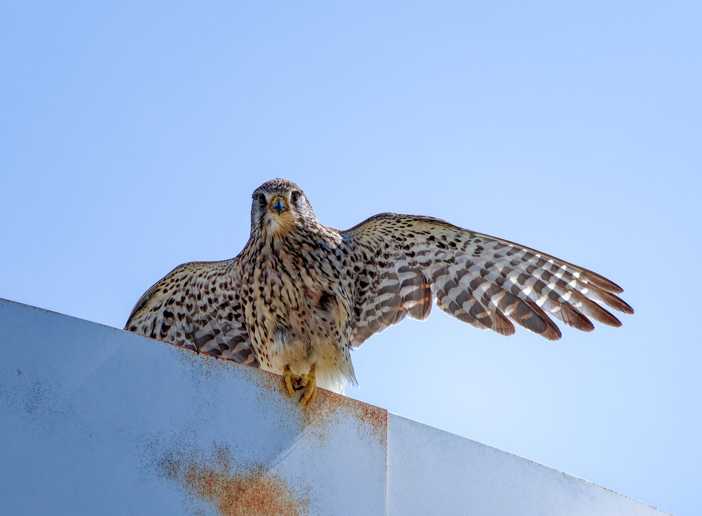 チョウゲンボウ