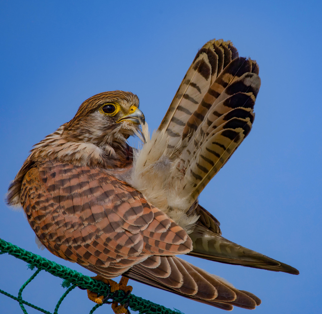 チョウゲンボウ