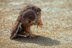 チョウゲンボウ