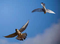 チョウゲンボウ