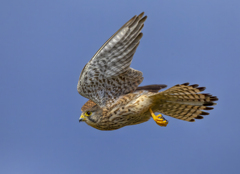 チョウゲンボウ