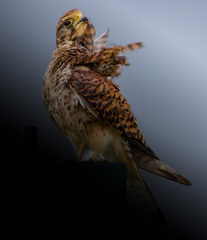 チョウゲンボウ