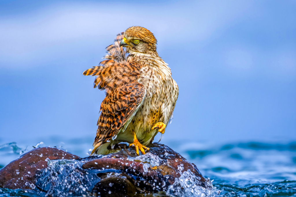 チョウゲンボウ