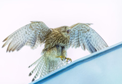 チョウゲンボウ