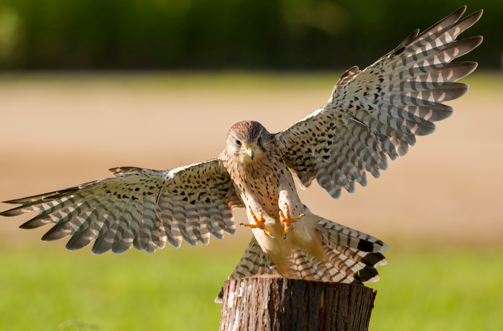チョウゲンボウ