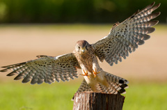 チョウゲンボウ