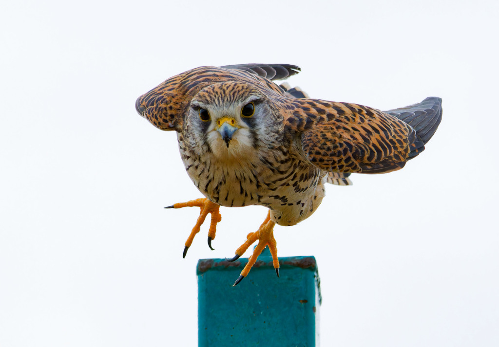 チョウゲンボウ