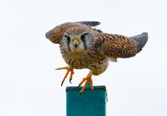 チョウゲンボウ