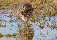 チョウゲンボウ