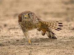 チョウゲンボウ