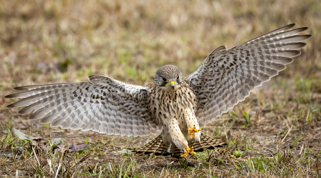 チョウゲンボウ