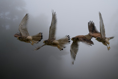 チョウゲンボウ