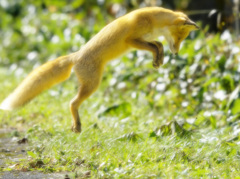 キタキツネ