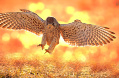 チョウゲンボウ