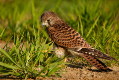 チョウゲンボウ