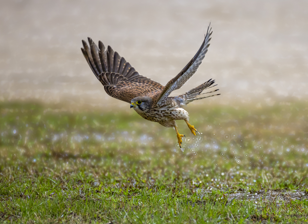 チョウゲンボウ