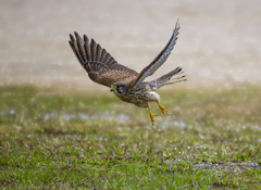 チョウゲンボウ